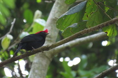 Antilophia galeata