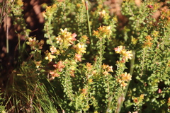 Penaea mucronata