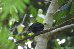 Antilophia galeata