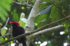 Antilophia galeata