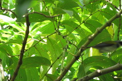 Arremon flavirostris