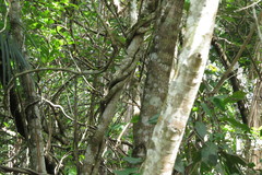 Antilophia galeata