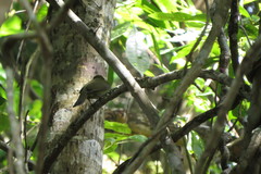 Antilophia galeata