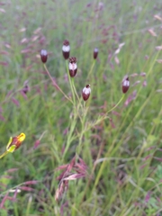 Porophyllum linaria
