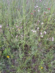 Porophyllum linaria