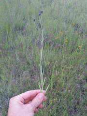 Porophyllum linaria