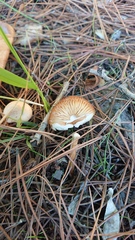 Marasmius collinus