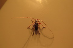 Ambonus interrogationis