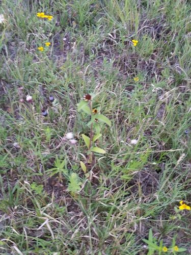 Image of Sanvitalia Angustifolia (Sanvitalia angustifolia) by no rights reserved