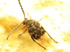 Serratobruchidius