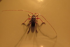 Ambonus interrogationis