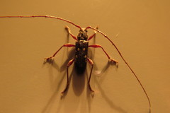 Ambonus interrogationis