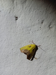 Drepanogynis cambogiaria