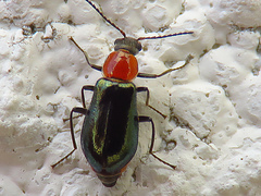 Attalus lusitanicus