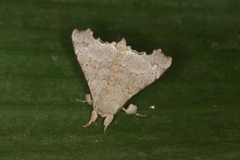 Olceclostera amoria