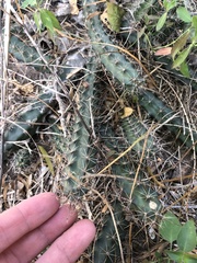 Echinocereus berlandieri