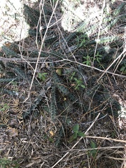 Echinocereus berlandieri