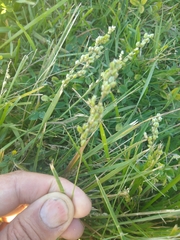 Chascolytrum subaristatum