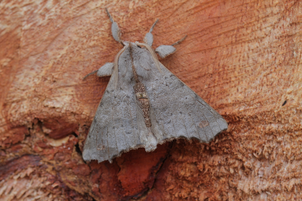 Olceclostera bifenestrata