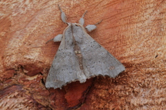 Olceclostera bifenestrata