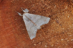 Olceclostera bifenestrata
