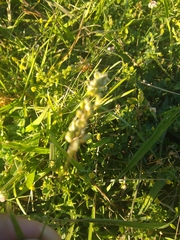 Chascolytrum subaristatum