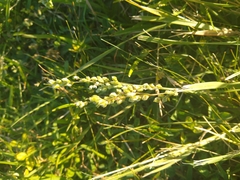 Chascolytrum subaristatum