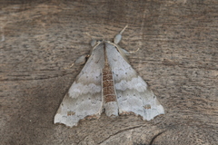 Olceclostera bifenestrata
