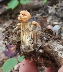 Cudonia lutea