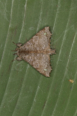 Olceclostera indentata