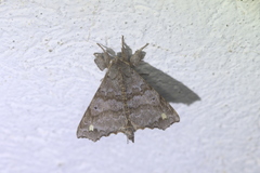 Olceclostera indentata