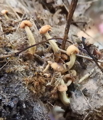 Cudonia lutea