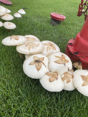 Cluster of False Parasol mushrooms on a lawn, showing the shaggy white cap covered in scattered brown scales — the classic warning sign that distinguishes it from a true edible parasol