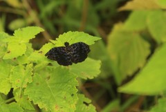 Cycloglypha thrasibulus thrasibulus