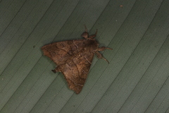 Olceclostera irrorata