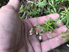 Galium mexicanum