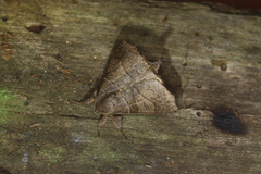 Olceclostera irrorata