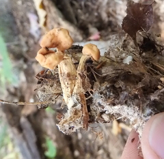 Cudonia lutea