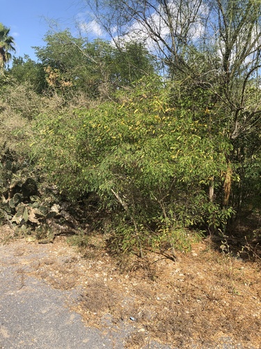 Mexican holdback
