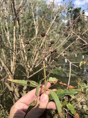 Cephalanthus salicifolius