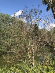 Cephalanthus salicifolius