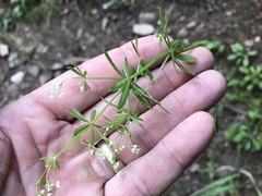 Galium mexicanum