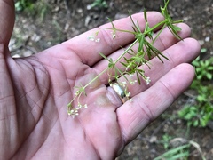 Galium mexicanum