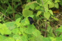 Cycloglypha thrasibulus thrasibulus