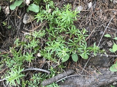 Galium mexicanum