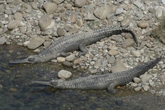 Gavialis gangeticus