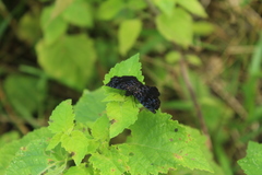 Cycloglypha thrasibulus thrasibulus