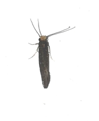 Monopis nigricantella