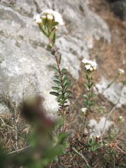 Oxylobus arbutifolius
