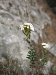Oxylobus arbutifolius